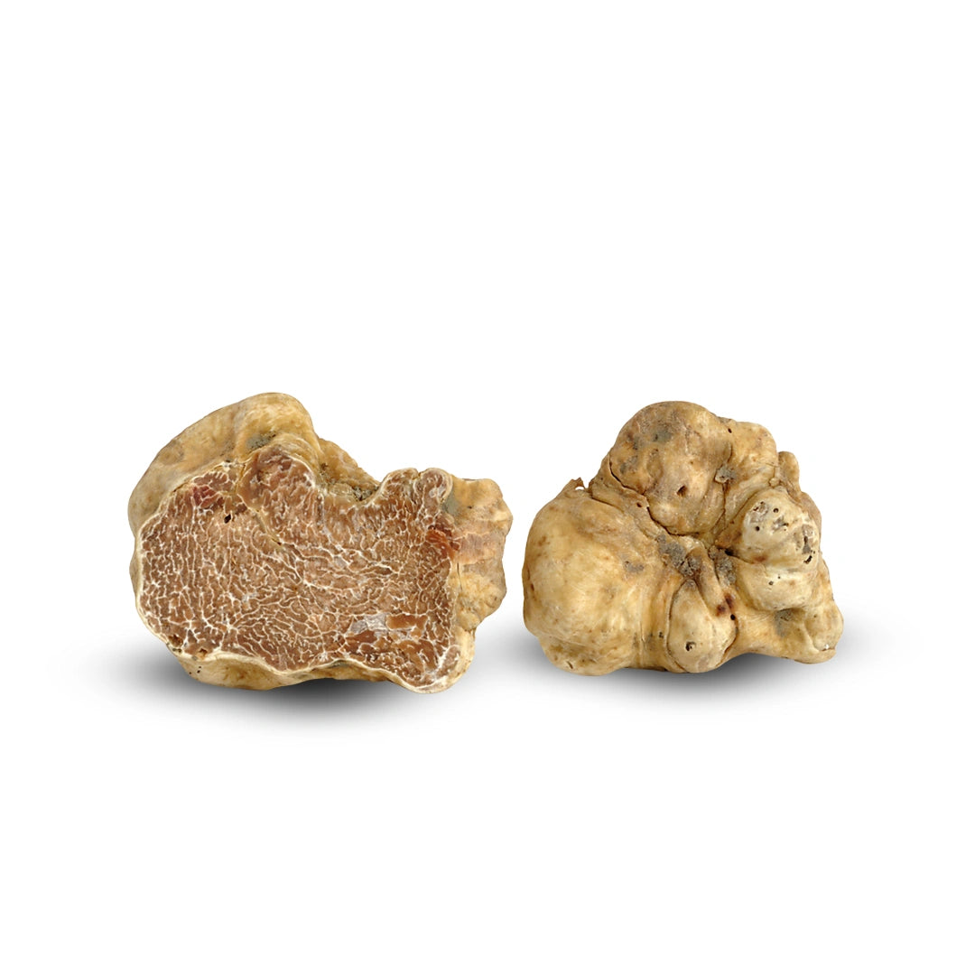 Fine White Truffle (Tuber magnatum Pico)